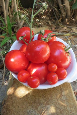 Tomatoes - good for making Insalata Caprese 