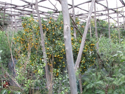 Limoncello Lemon Trees in Sorrento