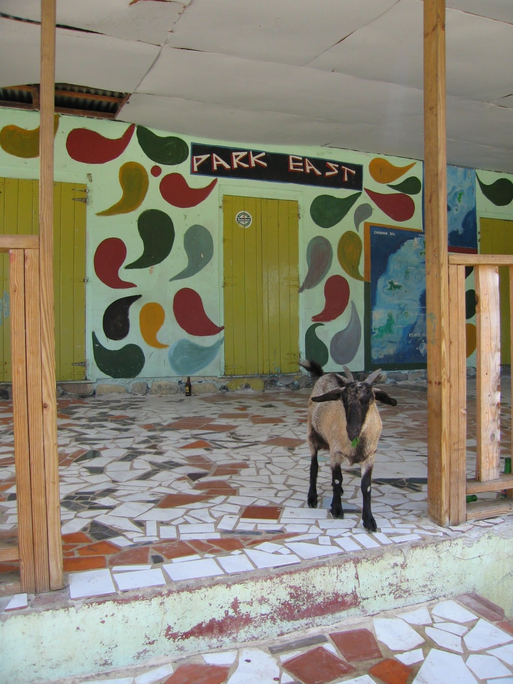A goat on Union Island in the Grenadines