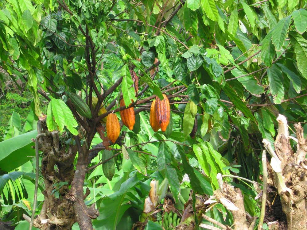 Baby Boomer Travel | Caribbean | Grenada - Rain Forest Cacao
