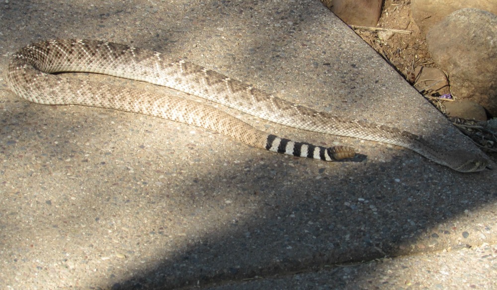 Coontail rattlesnake