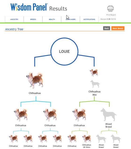 Dog DNA - Wisdom Panel - Louie Tree