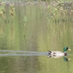 Duck in the pond at the Chatsworth Nature Preserve in the San Fernando Valley