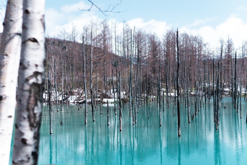 The Blue Pond in Hokkaido is a wonderful place to take a stroll and enjoy the magical scenery.