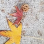 Spiked Tree burr on sidewalk