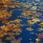 Leaves in a pond with fall colors