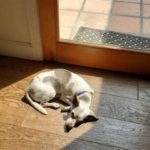 Pet sitting a sunbathing dog