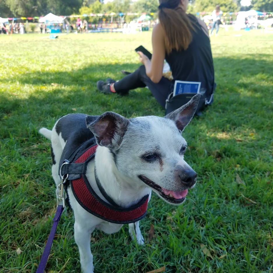 Chihuahua in the park