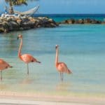 Aruba and Birds