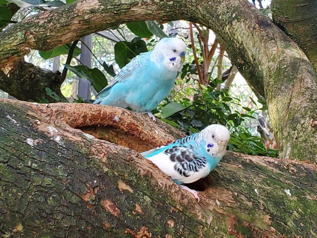 Light Blue birds from Butterfly World