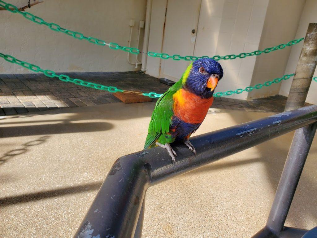 Lorikeet