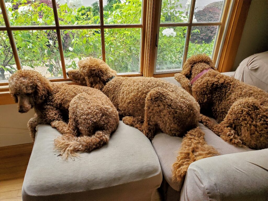 Red Poodles