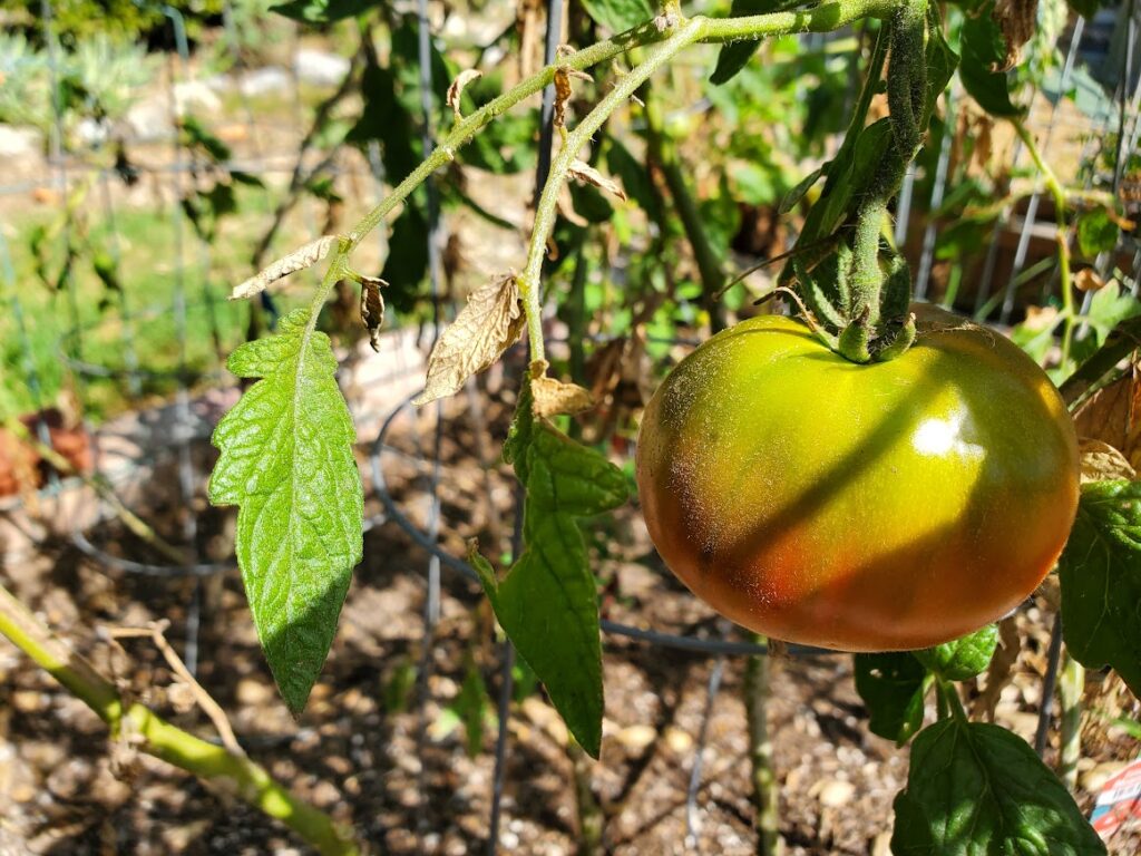 A gorgeous homegrown heirloom tomato.