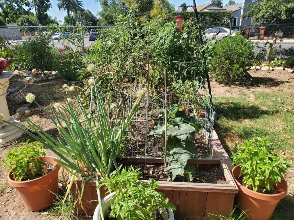 Our tomato and basil garden in a raised bed.