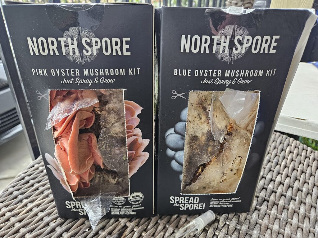 North Spore Spray & Grow Kits Blue and Pink Oyster Mushrooms
