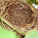 Children leaving home and parent feeling like they have an empty nest.