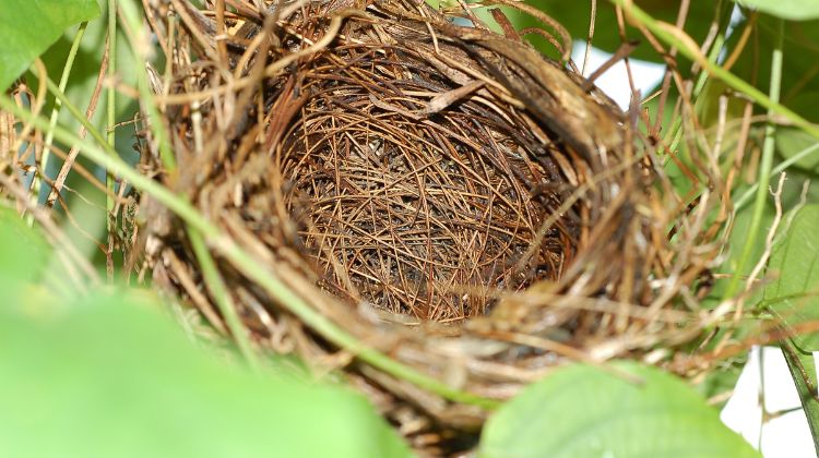 Children leaving home and parent feeling like they have an empty nest.